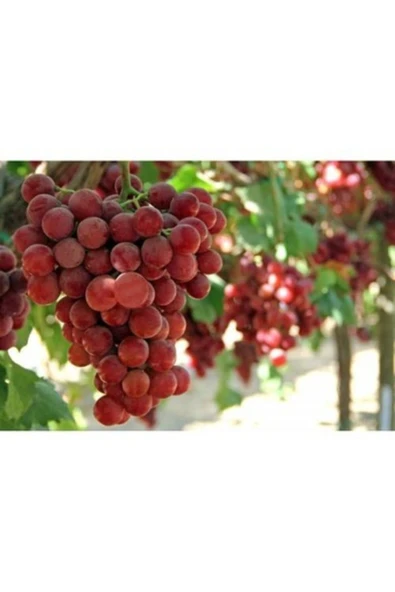 TAŞKAR PEYZAJ Flame Seedless Üzüm Fidanı ( Tüplü ) ürün görseli 1