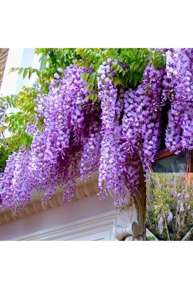 TAŞKAR PEYZAJ Saksılı Kokulu Mor Salkım Fidanı 40-60 cm ürün görseli 1