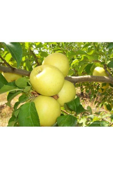 TAŞKAR PEYZAJ Bodur Golden Elma Elma Fidanı Aşılı ( 2 Yaş \ Tüplü \ 30-40 Cm ) ürün görseli 1