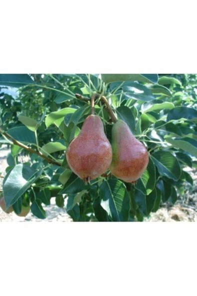 TAŞKAR PEYZAJ Santa Maria Armut Fidanı ( Aşılı - 2 Yaş ) - Tüplü - 100-120 Cm ürün görseli 1