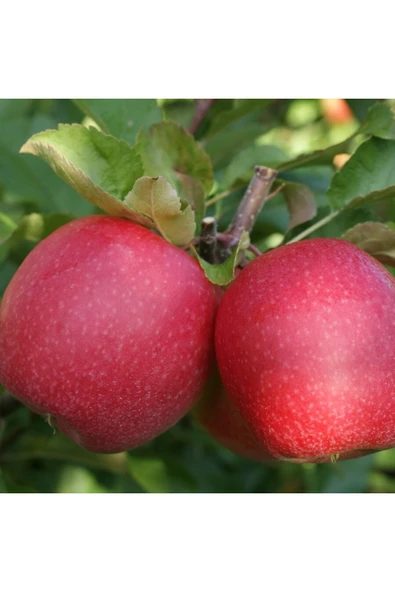TAŞKAR PEYZAJ Pink Lady (pembe) Elma Fidanı Aşılı ( 2 Yaş \ Açık Köklü\ 80-100 Cm ) ürün görseli 1