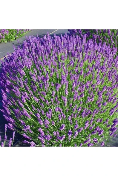 TAŞKAR PEYZAJ Lavanta Fidanı Kokulu ( Tüplü ) ürün görseli 1