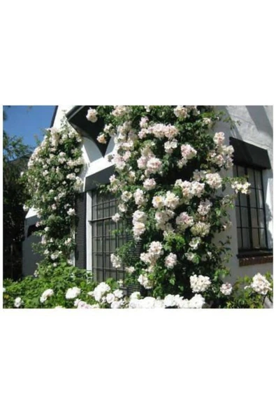 TAŞKAR PEYZAJ Beyaz Kokulu Sarmaşıkgül Fidanı ( Yediverentüplü )120-150 Cm ürün görseli 1