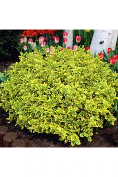 TAŞKAR PEYZAJ Gold Taflan Fidanı ( Saksılı - 20-30 Cm ) ürün görseli 1