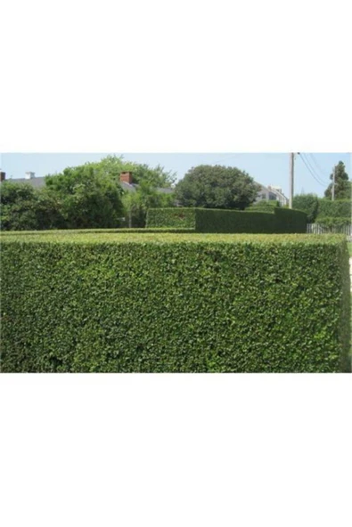 TAŞKAR PEYZAJ Ligüstrüm Çit Bitkisi (KURT BAĞRI FİDANI) (tüplü ) - Fidan Boyu 30 - 50 Cm ürün görseli 1