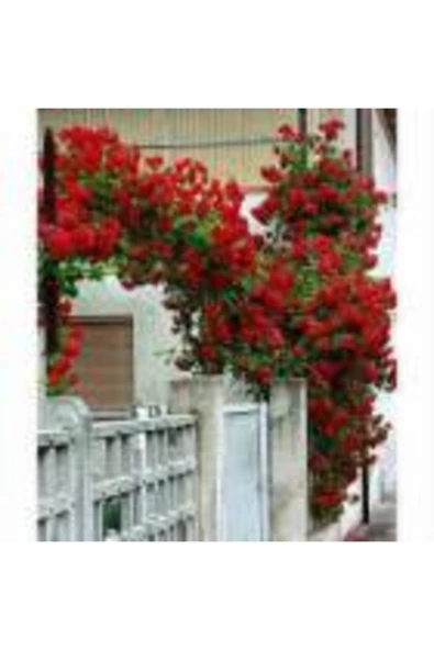 TAŞKAR PEYZAJ Kırmızı Kokulu Sarmaşık Gül Fidanı (YEDİVEREN - TÜPLÜ) 100-120 Cm ürün görseli 1