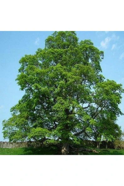 TAŞKAR PEYZAJ Çınar Fidanı (  100 - 150 CM ) ürün görseli 1