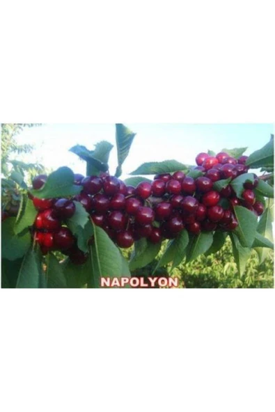 TAŞKAR PEYZAJ Napolyon (BODUR) Kiraz Fidanı (AŞILI - 2 YAŞ)tüplü 30-60 Cm ürün görseli 1