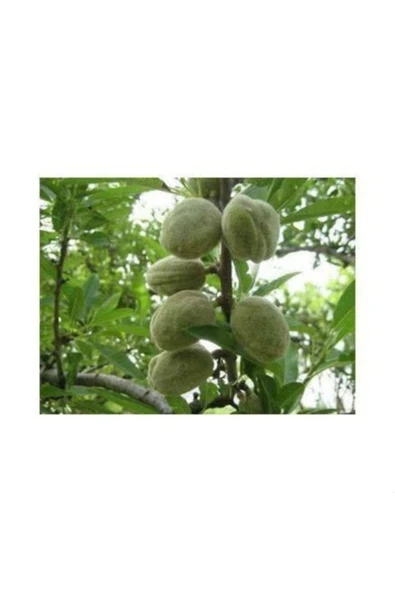 TAŞKAR PEYZAJ Teksas Badem Fidanı ( Aşılı - 2 Yaş ) - Tüplü - 100-120 Cm ürün görseli 1