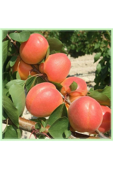 TAŞKAR PEYZAJ Mogador Kayısı Fidanı Aşılı ( 2 Yaş \ Açık Köklü \ 80-100 Cm ) ürün görseli 1