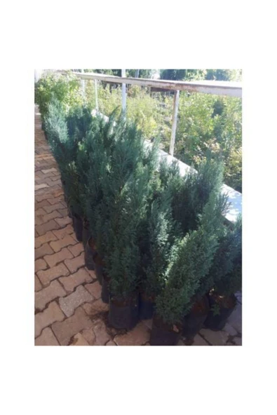 TAŞKAR PEYZAJ Elvudi Çamı ( 50 - 70 Cm ) ürün görseli 1