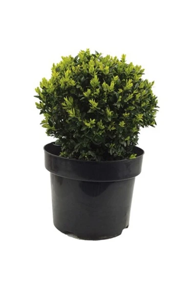 TAŞKAR PEYZAJ Buxus Sempervirens Şimşir Fidanı 20-30 Cm 1 Adet ürün görseli 1