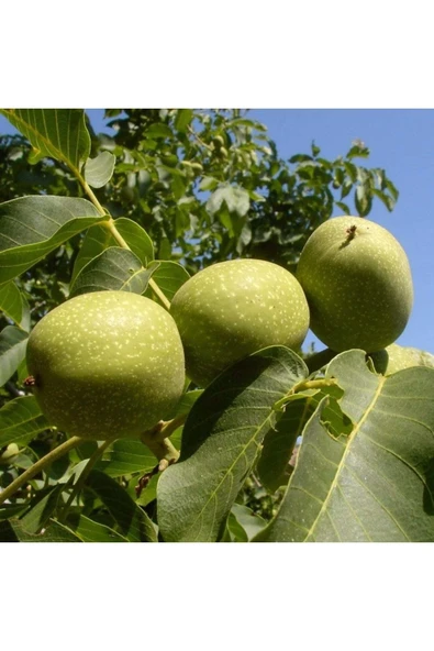 TAŞKAR PEYZAJ Howard Ceviz Fidanı Aşılı ( Açık Köklü \ 60-80 Cm ) ürün görseli 1