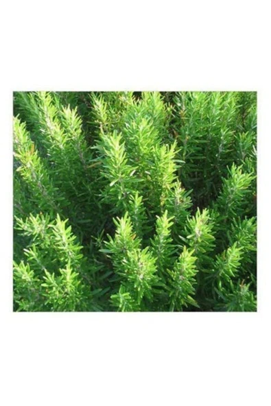 TAŞKAR PEYZAJ Biberiye Çiçeği Fidanı - Tüplü - 40-50 Cm ürün görseli 1