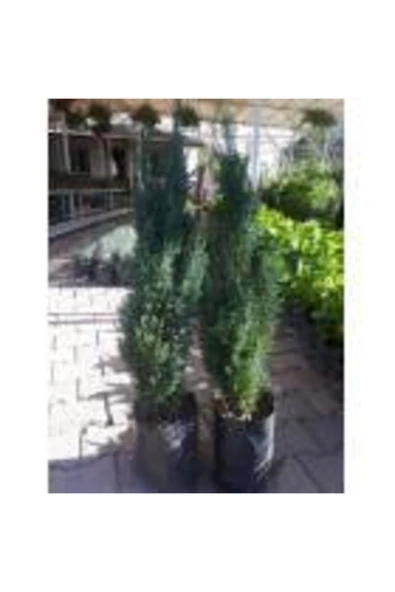 TAŞKAR PEYZAJ Elvudi Çamı ( 50 - 70 Cm ) - Resim 2