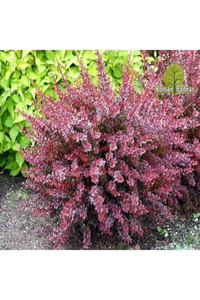 TAŞKAR PEYZAJ Berberis Fidanı TÜPLÜ - 30 CM ürün görseli 1