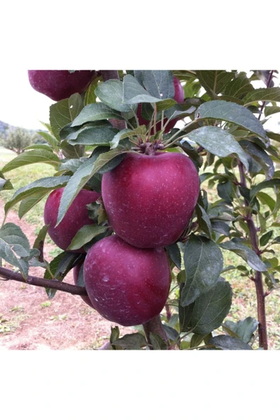 TAŞKAR PEYZAJ Starkrimson Elma Fidanı Aşılı ( 2 Yaş \ Tüplü \ 80-100 Cm ) ürün görseli 1