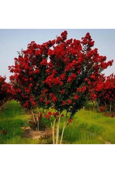 TAŞKAR PEYZAJ Oya Ağacı Fidanı Kırmızı ( Tüplü) 60-100 Cm ürün görseli 1