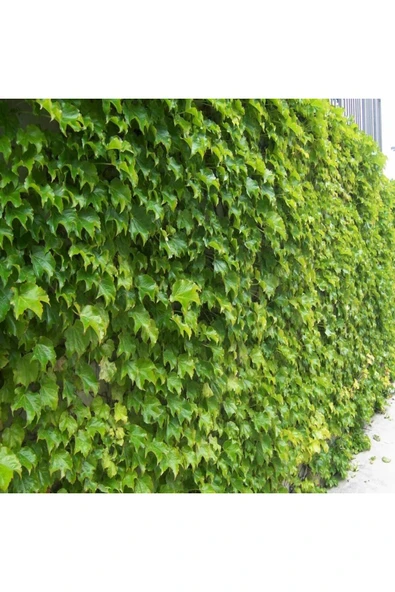 TAŞKAR PEYZAJ Amerikan Sarmaşığı Fidanı ( Tüplü ) 50-80 Cm ürün görseli 1