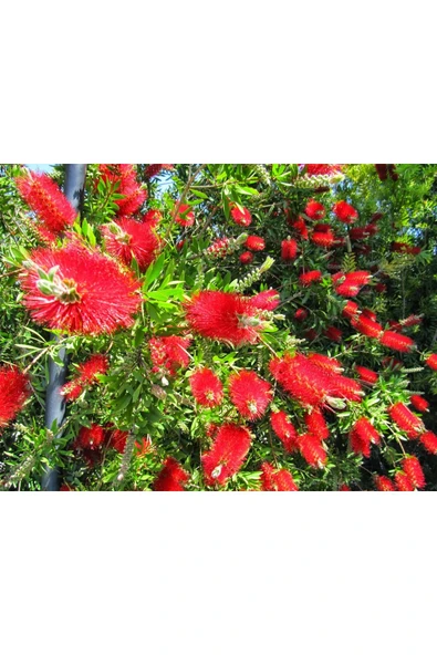 TAŞKAR PEYZAJ Fırça Çalısı Çiçeği Fidanı TÜPLÜ 50-100 CM ürün görseli 1