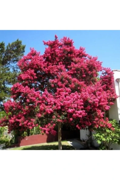 TAŞKAR PEYZAJ Oya Ağacı Fidanı Pembe ( Tüplü) 60-100 Cm ürün görseli 1
