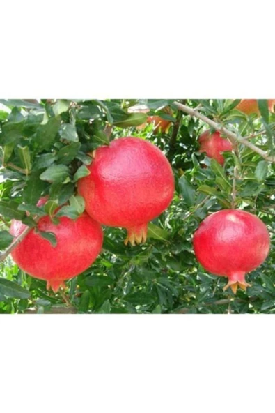 TAŞKAR PEYZAJ Hicaz Nar Fidanı ( Tüplü ) 60-10 Cm ürün görseli 1