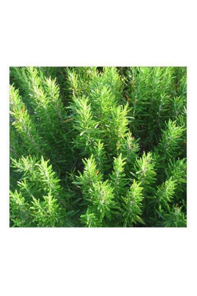TAŞKAR PEYZAJ Biberiye Çiçeği Fidanı - Tüplü 30-50 Cm ürün görseli 1