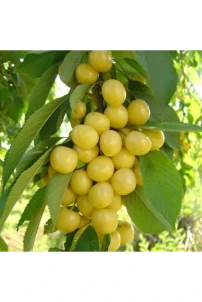 TAŞKAR PEYZAJ Stars Gold Beyaz Kiraz Fidanı Aşılı ( 2 Yaş - Tüplü \ 80-100 Cm ) ürün görseli 1
