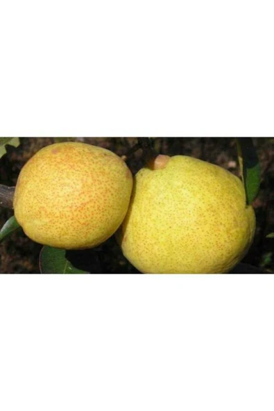 TAŞKAR PEYZAJ Margarit Armut Fidanı Aşılı ( 2 Yaş \tüplü \ 80-100 Cm ) ürün görseli 1