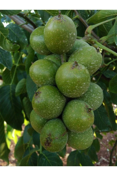 TAŞKAR PEYZAJ Alltay Ceviz Fidanı Aşılı ( Açık Köklü \ 60-80 Cm ) ürün görseli 1