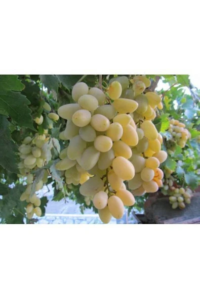 TAŞKAR PEYZAJ Victoria Üzüm - Asma Fidanı ( 30-50 Cm ) ürün görseli 1