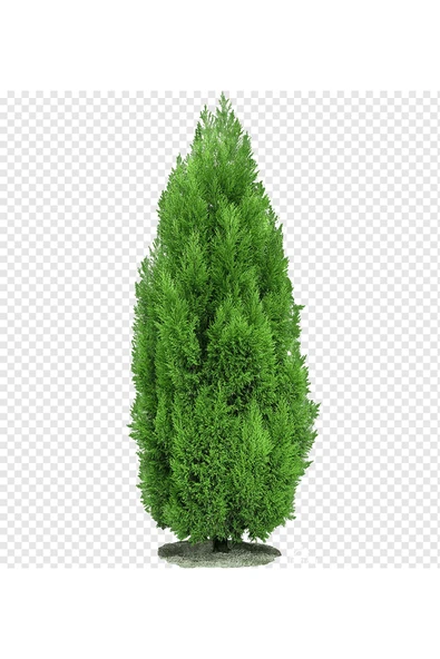 TAŞKAR PEYZAJ Mazı Çamı ( 40 - 50 Cm ) ürün görseli 1