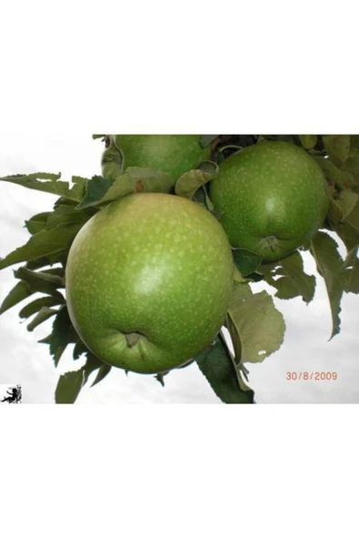 TAŞKAR PEYZAJ Bodur Granny Smith Elma Fidanı Aşılı ( 2 Yaş \ Tüplü \ 30-40 Cm ) ürün görseli 1
