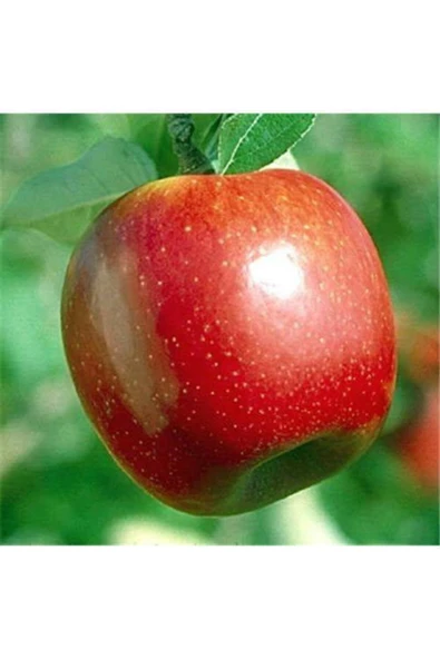 TAŞKAR PEYZAJ Summer Red Elma Fidanı Aşılı ( 2 Yaş \tüplü \ 80-100 Cm ) ürün görseli 1