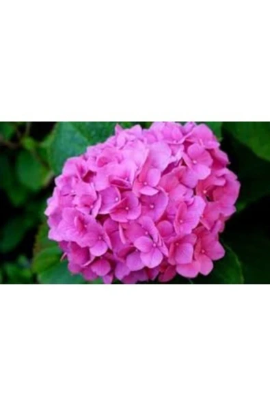 TAŞKAR PEYZAJ Pembe Ortanca Çiçeği Fidanı ( Tüplü )25-35cm ürün görseli 1