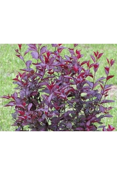 TAŞKAR PEYZAJ Berberis Fidanı - Resim 3