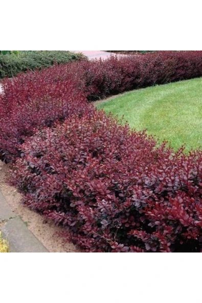 TAŞKAR PEYZAJ Berberis Fidanı ( Tüplü Veya Saksılı ) 30-50 Cm ürün görseli 1