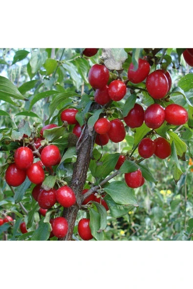 TAŞKAR PEYZAJ Kızılcık Fidanı ( 40-70 CM ) ürün görseli 1