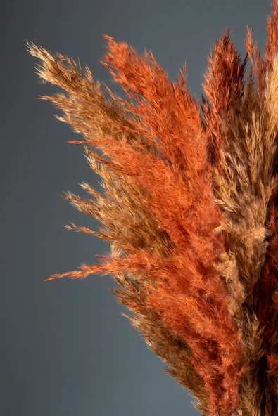 Turuncu Naturel Pampas 16 Adet - Resim 8