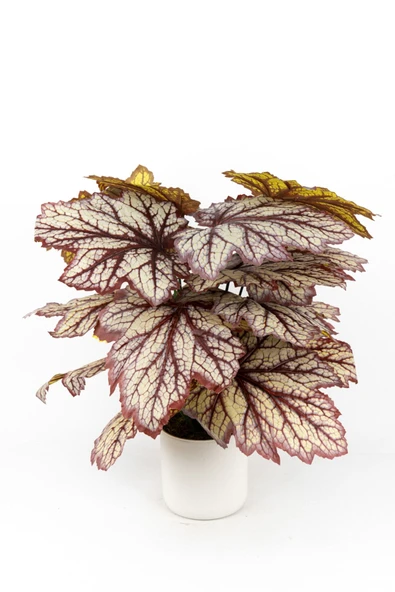 YAPAY ÇİÇEKÇİNİZ BEYAZ SAKSIDA YAPAY KALADYUM (CALADIUM) ÇİÇEĞİ ürün görseli 1