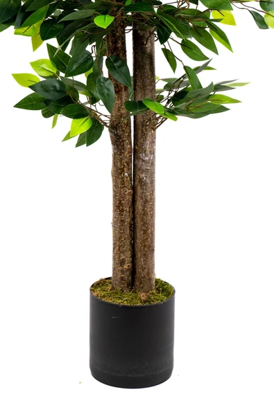 120 Cm Benjamin Ağacı - Resim 6