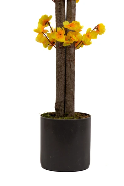 Gri Saksıda 100 Cm Sarı Bahardalı - Resim 6