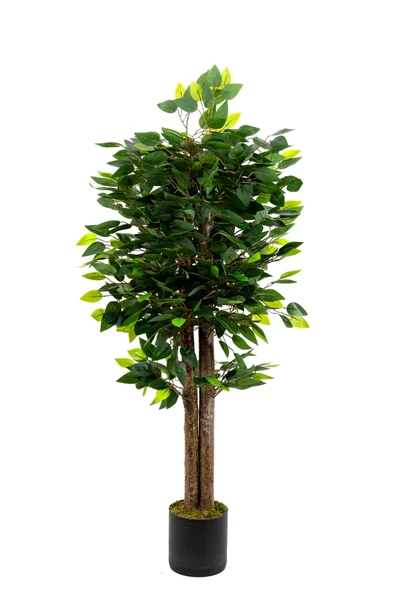 120 Cm Benjamin Ağacı ürün görseli 1