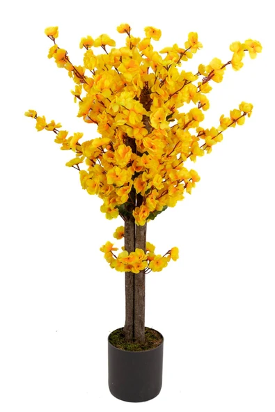 Gri Saksıda 100 Cm Sarı Bahardalı - Resim 7