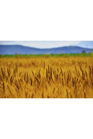 Phytoflora Buğday Özlü Sabun - Resim 3