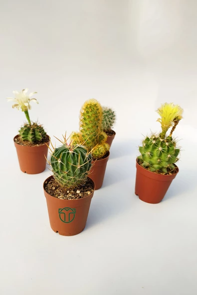 5 li Kaktüs Set - Özel Tür Kaktüs - Resim 5
