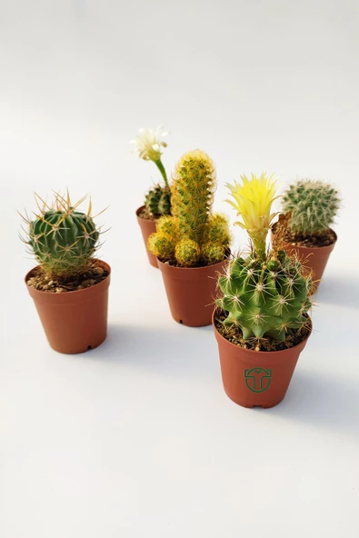 5 li Kaktüs Set - Özel Tür Kaktüs - Resim 4