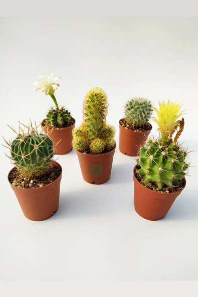 5 li Kaktüs Set - Özel Tür Kaktüs ürün görseli 1