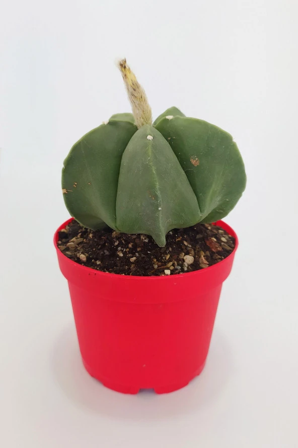 Astrophytum Miyriostigma Quadricostatum Nadide Tür Tekli Özel  Kaktüs 8.5 cm Kırmızı Saksıda ürün görseli 1