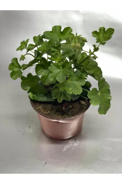 Karışık Renk Sardunya Saksılı 10-20 cm ürün görseli 1